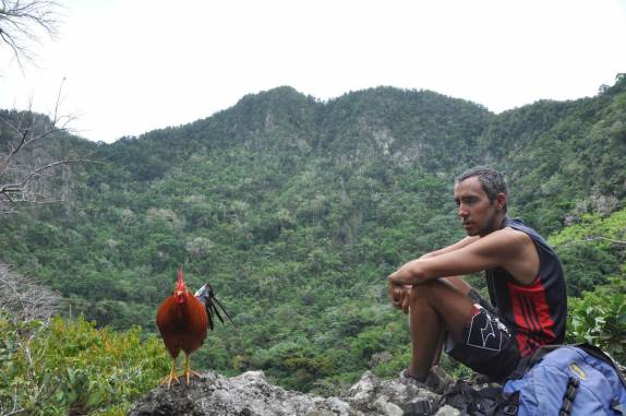 No alto do The Quill vive um galo! (em Statia - Caribe)